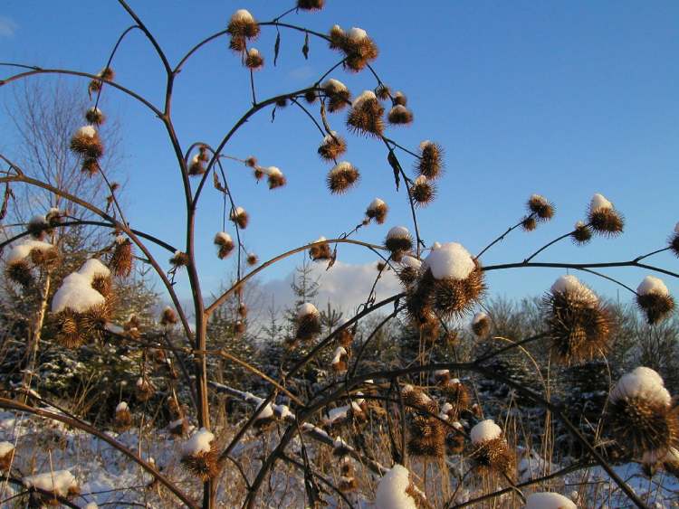 Distel im Winterschnee (Bitte hier klicken um dieses Bild in seiner vollen Größe zu betrachten)