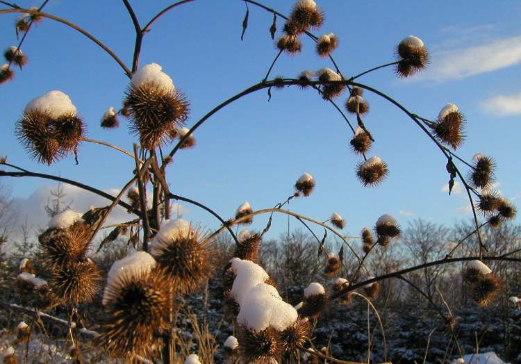 Distel im Winter (Bitte hier klicken um dieses Bild in seiner vollen Größe zu betrachten)
