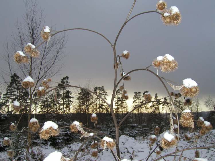 Distel mit Winterabendstimmung (Bitte hier klicken um dieses Bild in seiner vollen Größe zu betrachten)