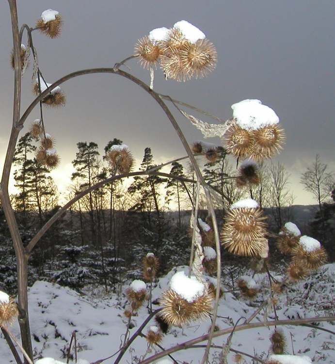 eine Distel am Winterabend (Bitte hier klicken um dieses Bild in seiner vollen Größe zu betrachten)