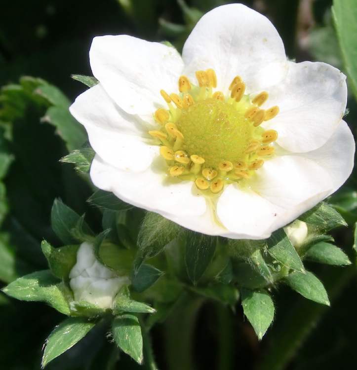 Erdbeerblüte mit Knospen (Bitte hier klicken um dieses Bild in seiner vollen Größe zu betrachten)