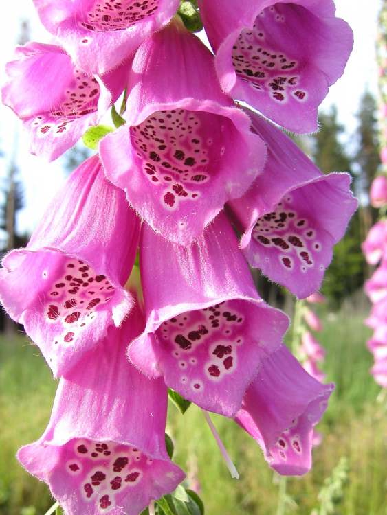 hängende Fingerhutblüten (Bitte hier klicken um dieses Bild in seiner vollen Größe zu betrachten)