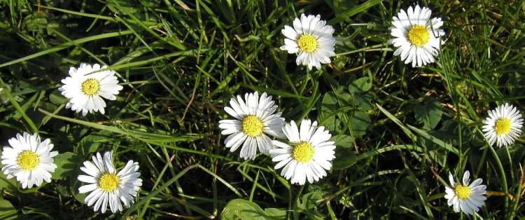 Gänseblümchen Blüten (Bitte hier klicken um dieses Bild in seiner vollen Größe zu betrachten)