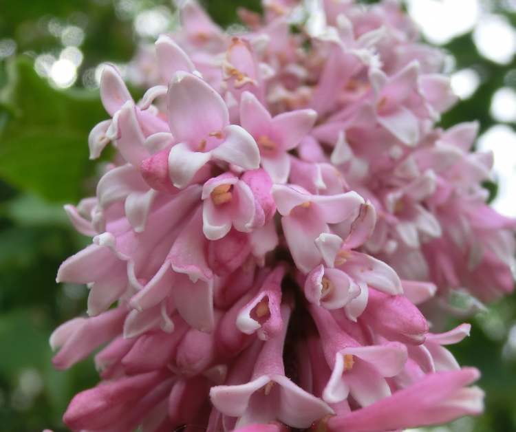 blüht im Garten (Bitte hier klicken um dieses Bild in seiner vollen Größe zu betrachten)