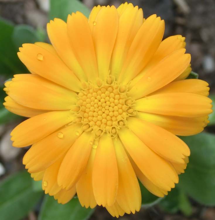 Calendula im Garten (Bitte hier klicken um dieses Bild in seiner vollen Größe zu betrachten)