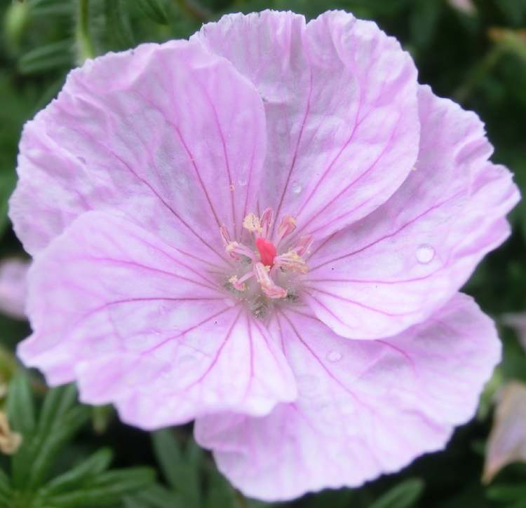 eine Blüte im Garten (Bitte hier klicken um dieses Bild in seiner vollen Größe zu betrachten)