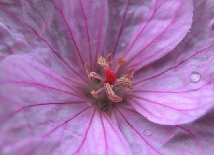 Blüte im Garten (Bitte hier klicken um dieses Bild in seiner vollen Größe zu betrachten)