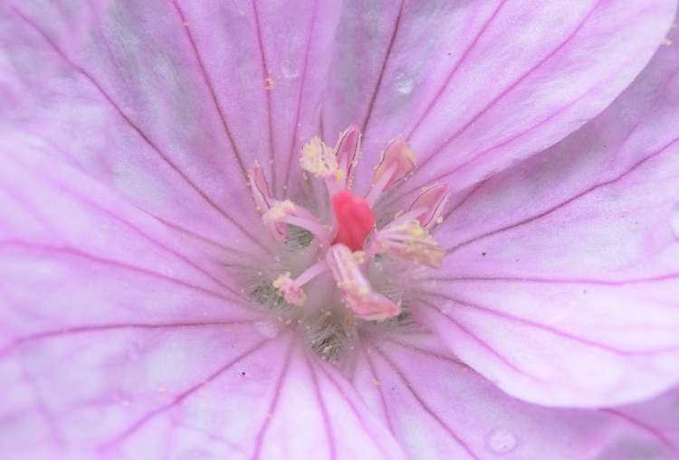 rosa Blüte im Garten (Bitte hier klicken um dieses Bild in seiner vollen Größe zu betrachten)