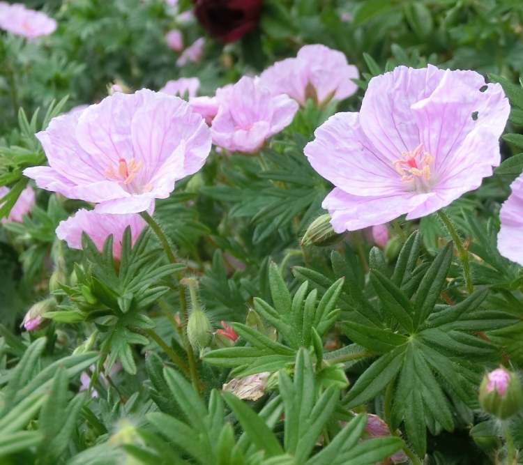 rosa Blüten im Garten (Bitte hier klicken um dieses Bild in seiner vollen Größe zu betrachten)