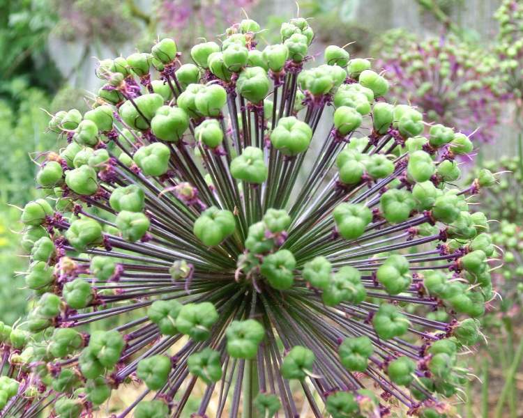 Blauzungenlauch im Garten (Bitte hier klicken um dieses Bild in seiner vollen Größe zu betrachten)