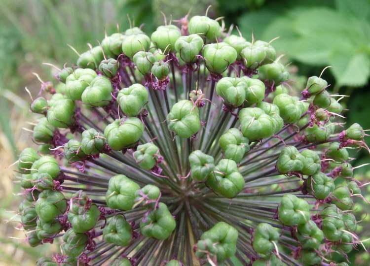 Blauzungenlauch im Garten verblüht (Bitte hier klicken um dieses Bild in seiner vollen Größe zu betrachten)