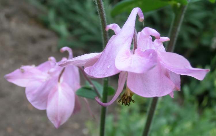 Akelei Blüten (Bitte hier klicken um dieses Bild in seiner vollen Größe zu betrachten)