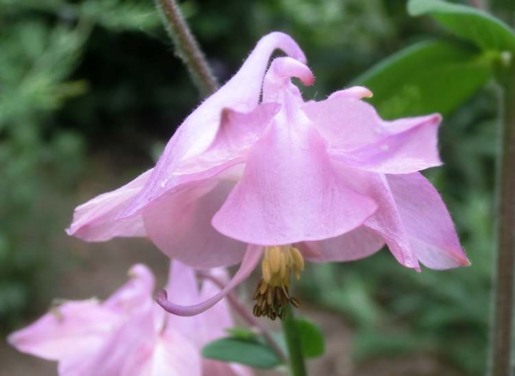 rosa Akelei (Bitte hier klicken um dieses Bild in seiner vollen Größe zu betrachten)