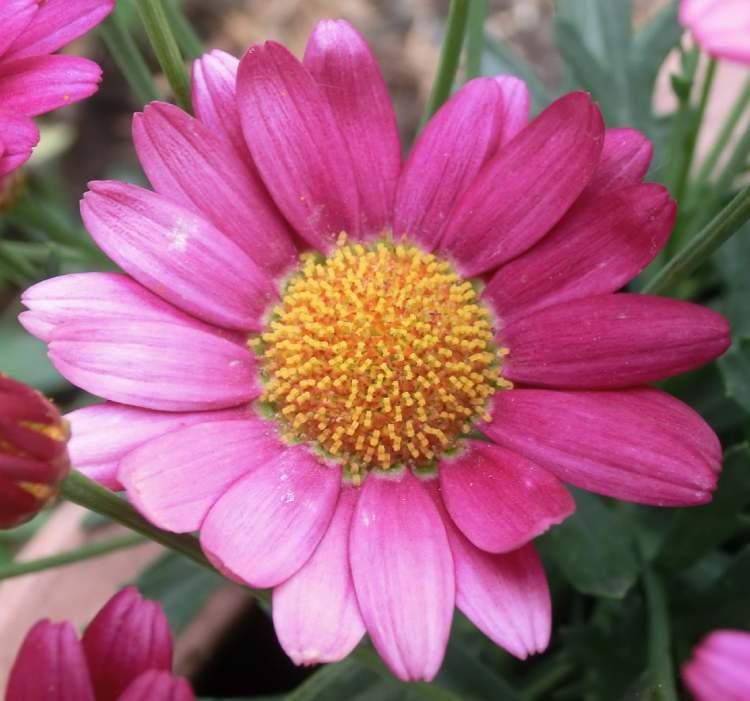 Garten Aster alpinum (Bitte hier klicken um dieses Bild in seiner vollen Größe zu betrachten)