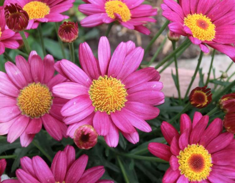 Garten Aster alpinum Blüten (Bitte hier klicken um dieses Bild in seiner vollen Größe zu betrachten)