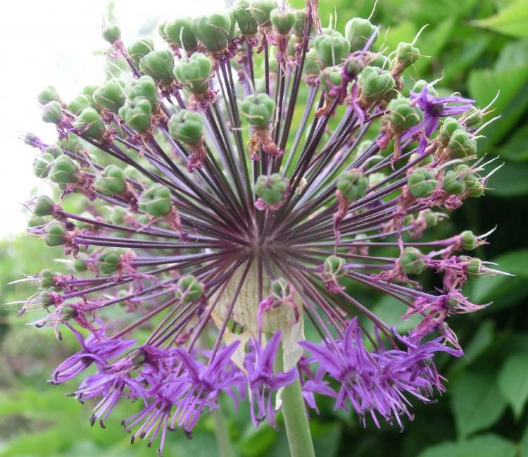 Garten Blauzungenlauch (Allium) (Bitte hier klicken um dieses Bild in seiner vollen Größe zu betrachten)