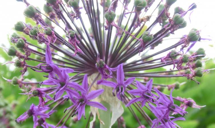 Garten Blauzungenlauch Allium (Bitte hier klicken um dieses Bild in seiner vollen Größe zu betrachten)