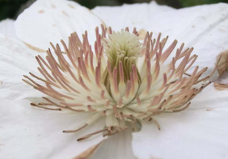 Blüte der Clematis (Bitte hier klicken um dieses Bild in seiner vollen Größe zu betrachten)