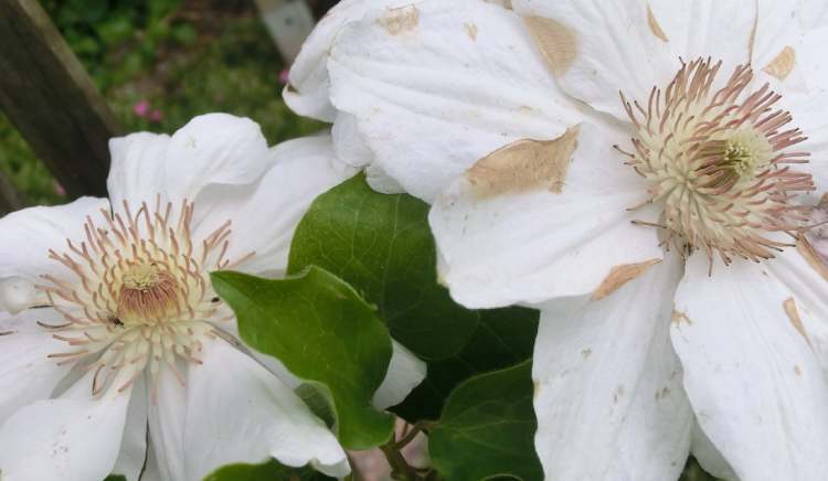 Garten Clematis Blüten (Bitte hier klicken um dieses Bild in seiner vollen Größe zu betrachten)