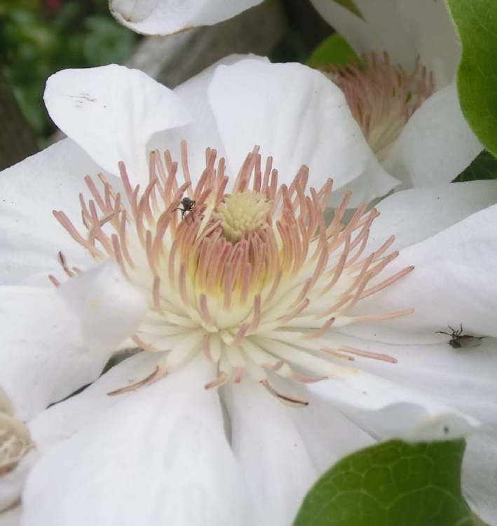 schöne Clematis Blüte (Bitte hier klicken um dieses Bild in seiner vollen Größe zu betrachten)
