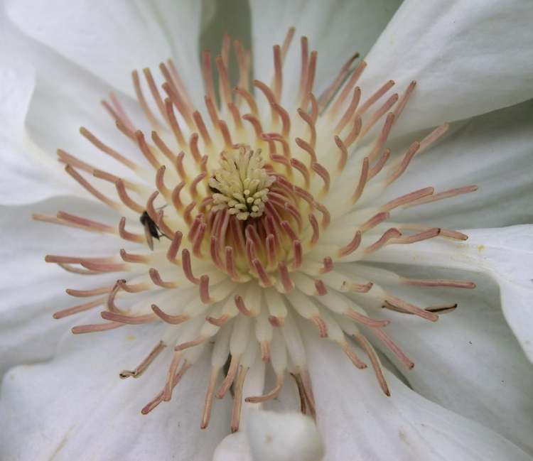 Blüte einer Clematis (Bitte hier klicken um dieses Bild in seiner vollen Größe zu betrachten)