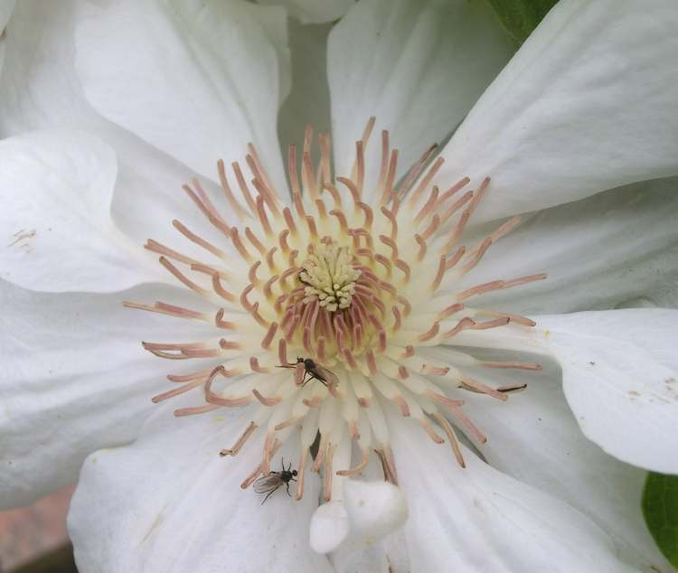 Garten Clematis (Bitte hier klicken um dieses Bild in seiner vollen Größe zu betrachten)