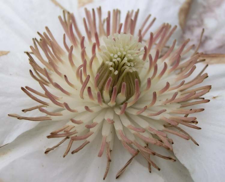 Garten Clematis Blüte (Bitte hier klicken um dieses Bild in seiner vollen Größe zu betrachten)
