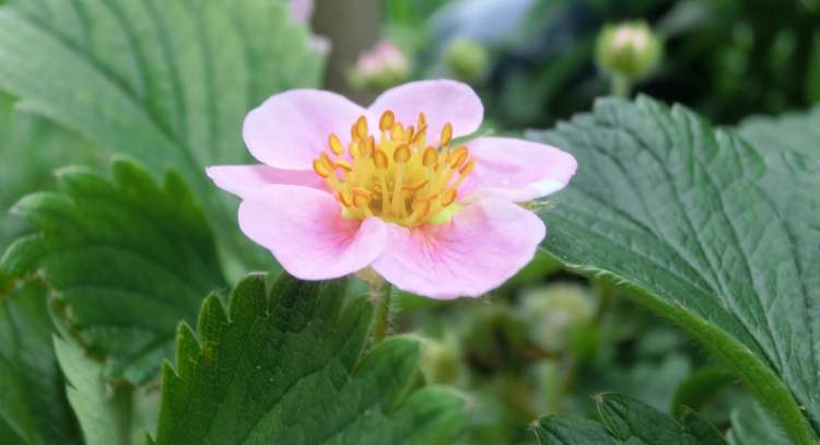 Erdbeerblätter mit Blüte (Bitte hier klicken um dieses Bild in seiner vollen Größe zu betrachten)