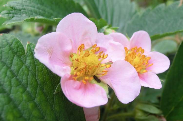 Garten Erdbeerenblüte (Bitte hier klicken um dieses Bild in seiner vollen Größe zu betrachten)