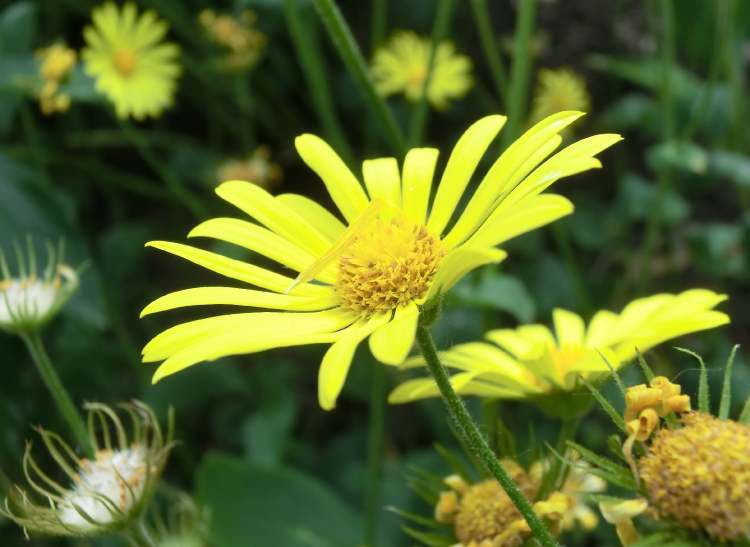 Gemswurz Blumen blühend und verblüht (Bitte hier klicken um dieses Bild in seiner vollen Größe zu betrachten)