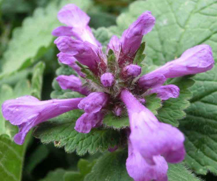 Gundermannblüte (Bitte hier klicken um dieses Bild in seiner vollen Größe zu betrachten)