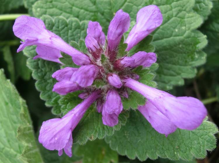 Gundermann Blüte (Bitte hier klicken um dieses Bild in seiner vollen Größe zu betrachten)