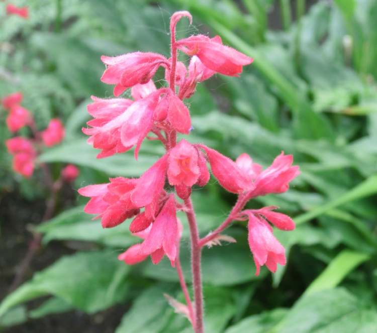 Garten Heuchera (Bitte hier klicken um dieses Bild in seiner vollen Größe zu betrachten)