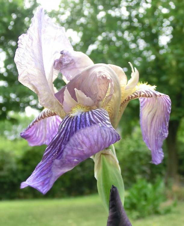Iris Schwertlilie (Bitte hier klicken um dieses Bild in seiner vollen Größe zu betrachten)
