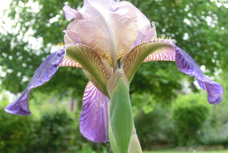 Iris Schwertlilie Blüte (Bitte hier klicken um dieses Bild in seiner vollen Größe zu betrachten)