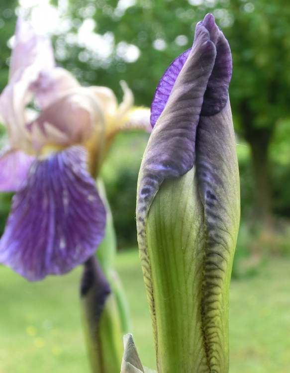 Knospe einer Iris Schwertlilie (Bitte hier klicken um dieses Bild in seiner vollen Größe zu betrachten)