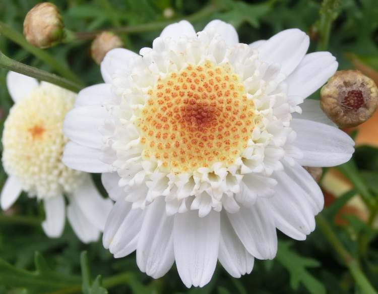 Kronenwucherblume (Glebionis coronaria) (Bitte hier klicken um dieses Bild in seiner vollen Größe zu betrachten)