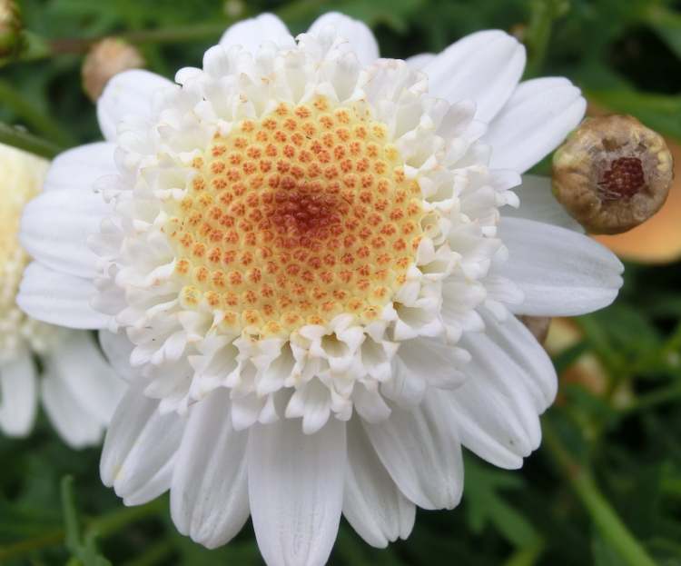 Wucherblume Chrysanthemum Coronaria Blüten und Knospe (Bitte hier klicken um dieses Bild in seiner vollen Größe zu betrachten)