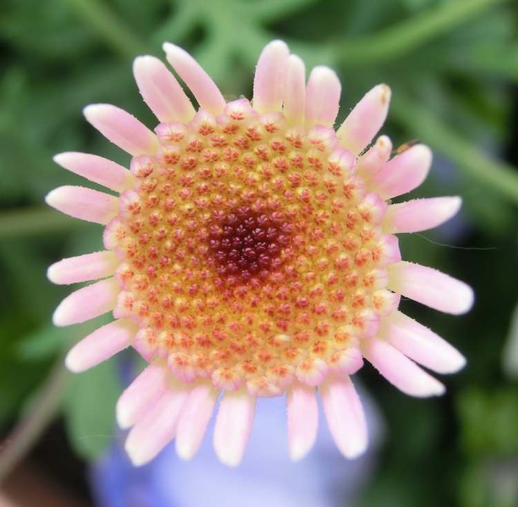 Wucherblume (Chrysanthemum Coronaria) (Bitte hier klicken um dieses Bild in seiner vollen Größe zu betrachten)