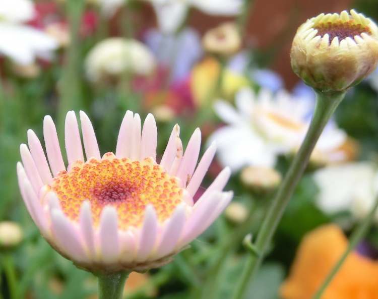 Wucherblume Chrysanthemum Coronaria Blüte öffnet sich (Bitte hier klicken um dieses Bild in seiner vollen Größe zu betrachten)