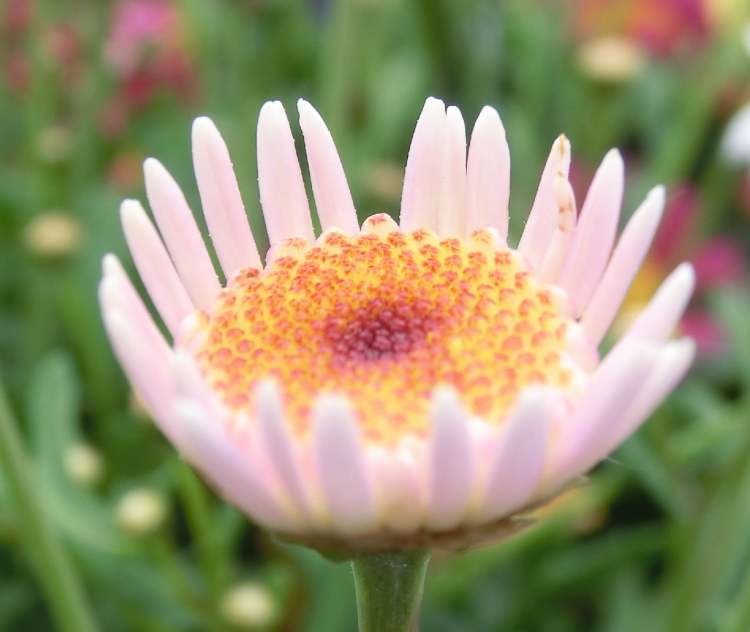 sich öffnende Wucherblume Chrysanthemum Coronaria (Bitte hier klicken um dieses Bild in seiner vollen Größe zu betrachten)