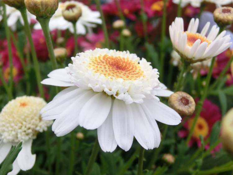 Wucherblume Chrysanthemum Coronaria Blüten (Bitte hier klicken um dieses Bild in seiner vollen Größe zu betrachten)