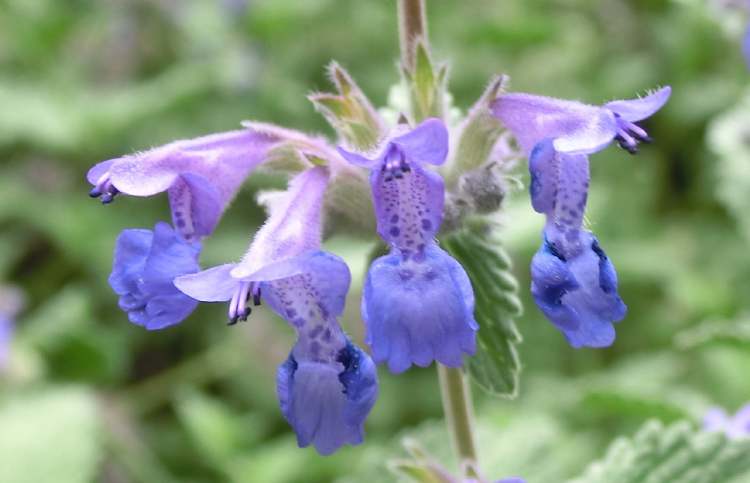 Kriechender Günsel Blüte (Bitte hier klicken um dieses Bild in seiner vollen Größe zu betrachten)