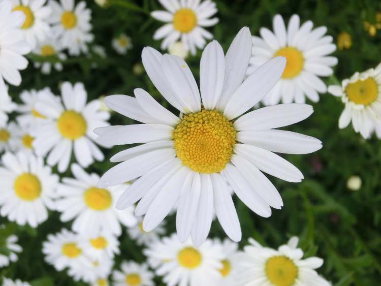 Margarithen Blumenwiese (Bitte hier klicken um dieses Bild in seiner vollen Größe zu betrachten)