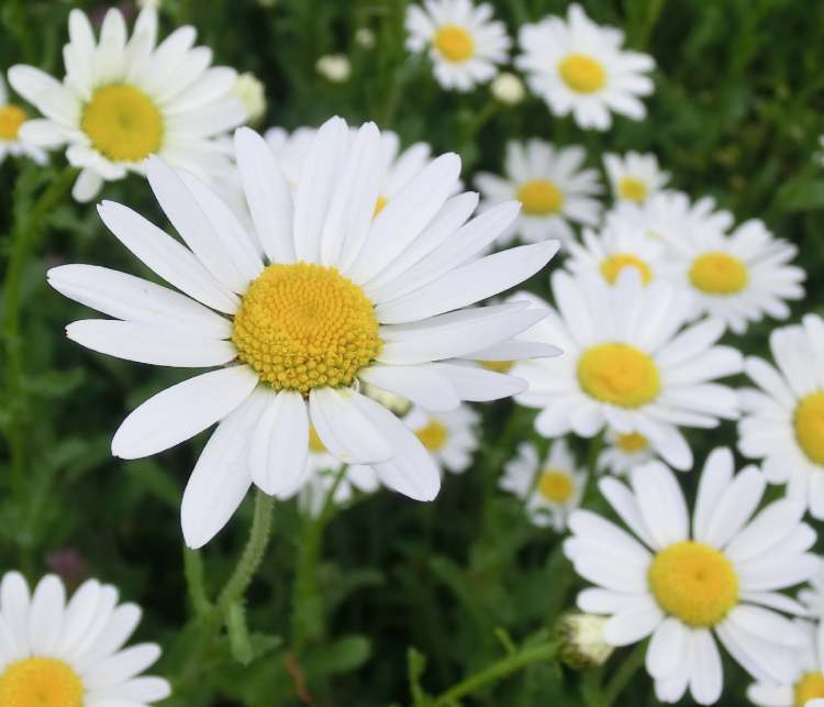 Margarithenblüten strahlen so eine Frische aus ! (Bitte hier klicken um dieses Bild in seiner vollen Größe zu betrachten)