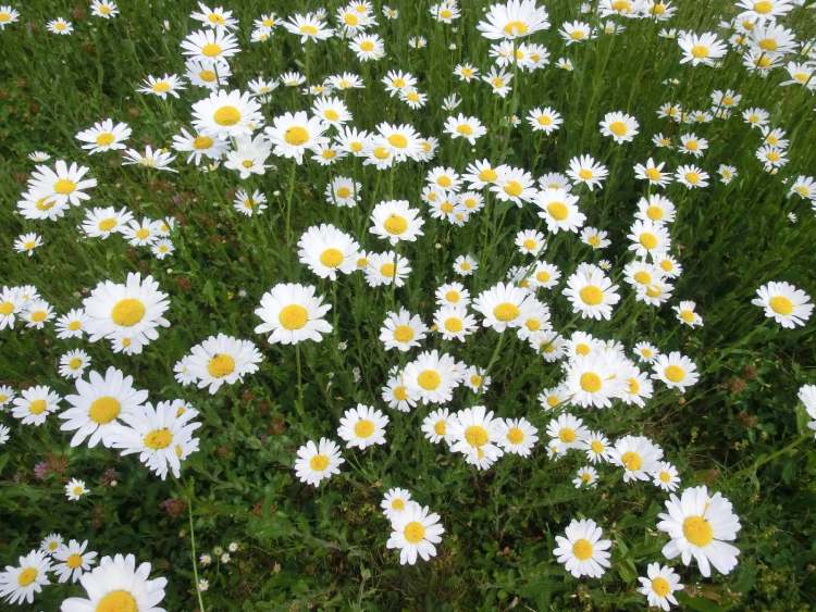 ein Garten voll mit Margarithen (Bitte hier klicken um dieses Bild in seiner vollen Größe zu betrachten)