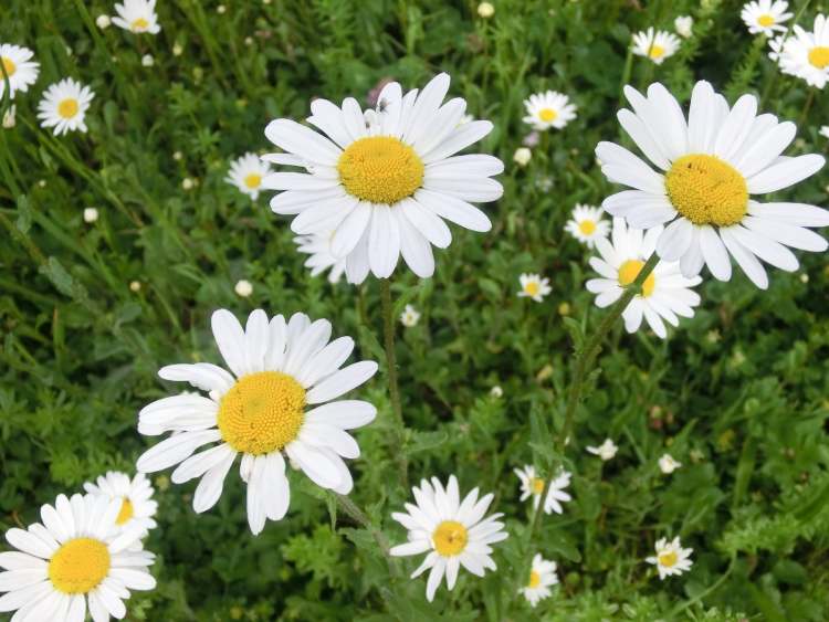 Margarithen blühen in der Wiese (Bitte hier klicken um dieses Bild in seiner vollen Größe zu betrachten)