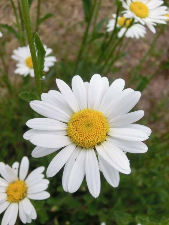 Margarithen Blume (Bitte hier klicken um dieses Bild in seiner vollen Größe zu betrachten)