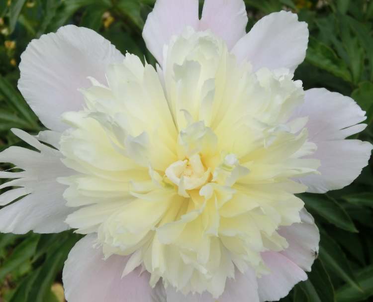 Garten Pfingsrose in weiß (Bitte hier klicken um dieses Bild in seiner vollen Größe zu betrachten)