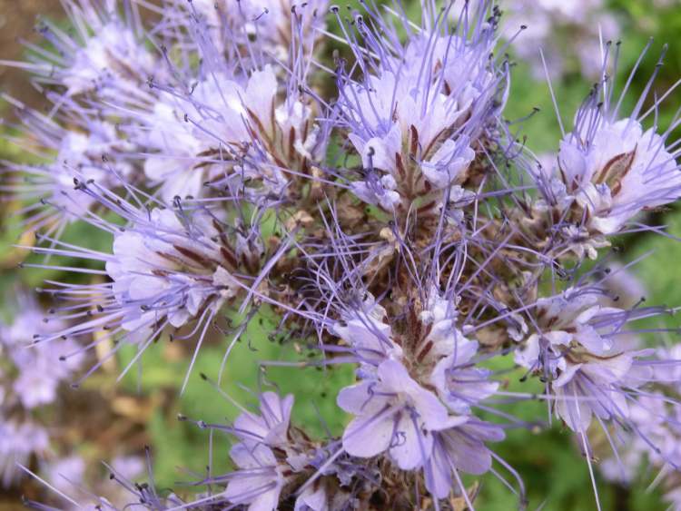 Phaselia Blüte (Bitte hier klicken um dieses Bild in seiner vollen Größe zu betrachten)